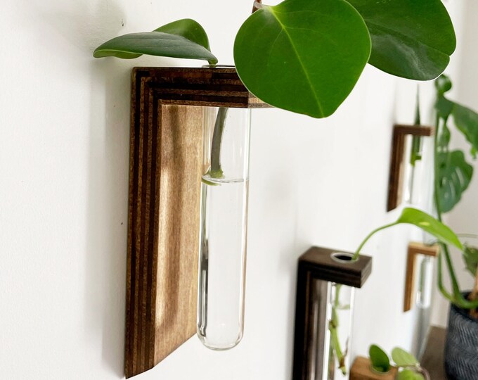 Plant Propagation Wall Hanging Plant Propagation Tubes Test Tube Plant