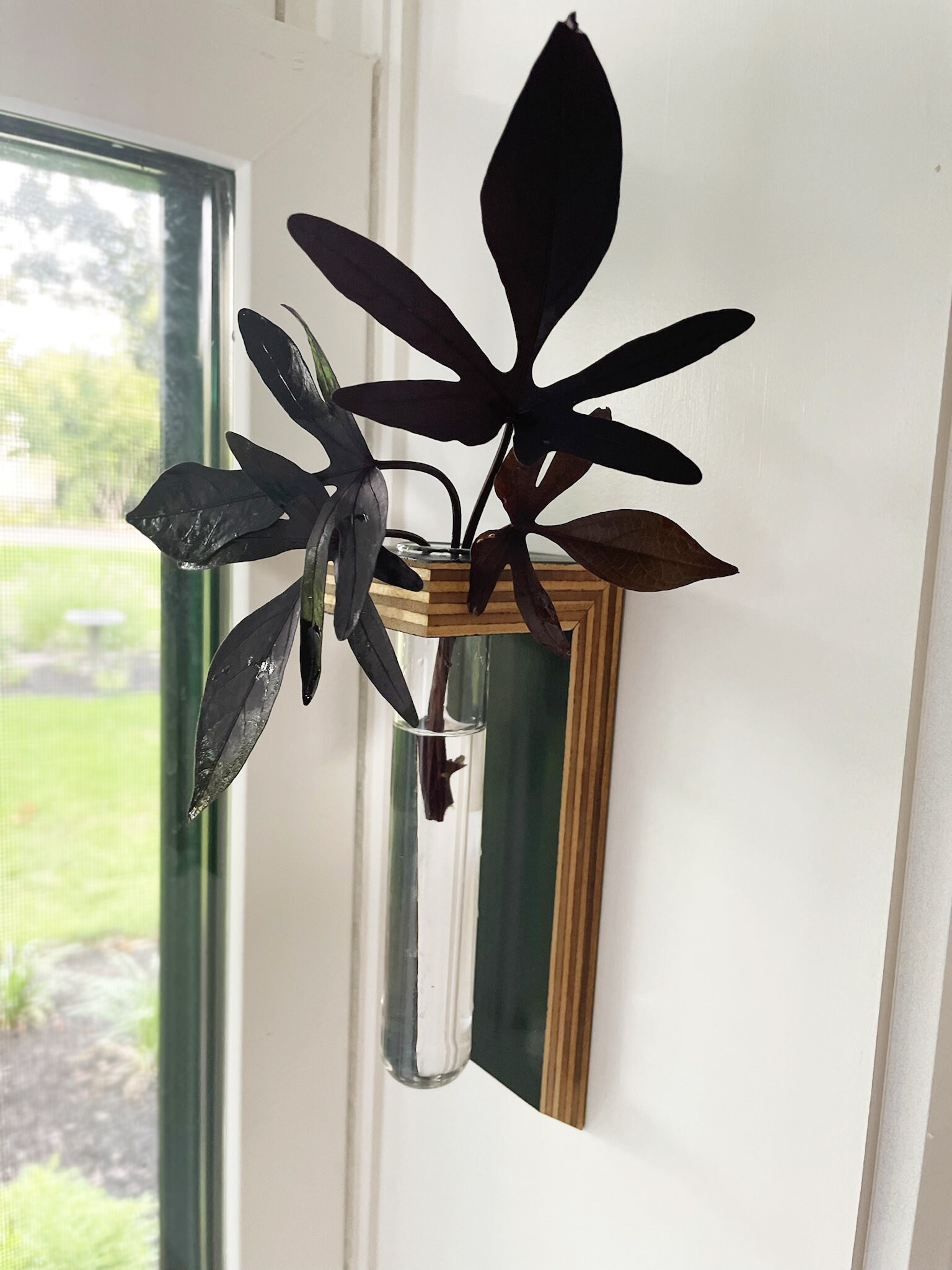 Plant Propagation Wall Hanging Plant Propagation Tubes Test Etsy