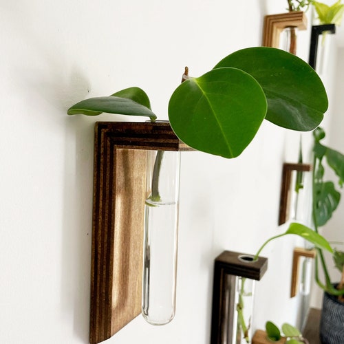 Plant Propagation Wall Hanging Station Test Tube Propagation - Etsy