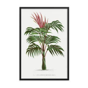 Kentia (Kentiopsis) Macrocarpa (1878) by Oswald de Kerchove de Denterghem Famous Print