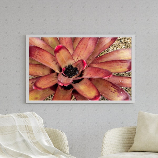 Neoregelia Bromeliad Flower Poster, coastal tropical flower photography, beach home decor horizontal unframed poster wall art, abundance