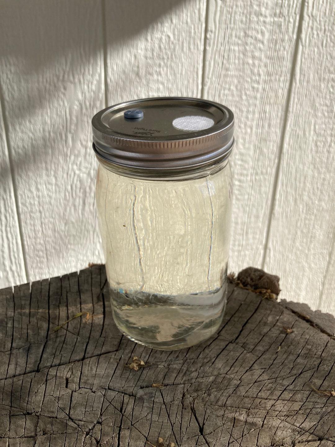 Fully Colonized Liquid Culture Quart Jars With Injection Port Etsy