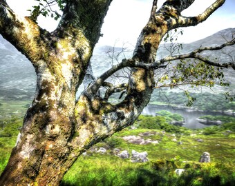 Tree Photograph Ireland Ring of Kerry Scenic Landscape View Fine Art Print Canvas Home Office Wall Decor
