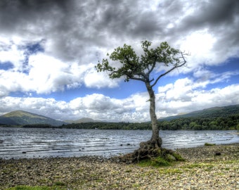 Shores of Loch Lomond Lonely Tree Print Scotland Landscape Wall Art Photograph Limbach Photography