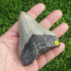 May include: A large, fossilised shark tooth with a grey and black colour pattern. The tooth is about 5 inches long and has a sharp point. The tooth is being held in a hand.