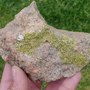 Puede incluir: Una roca rugosa de color marrón claro con un parche de líquenes verde brillante. La roca se sostiene en una mano, con un fondo de hierba. La roca tiene una parte superior puntiaguda y una pequeña mancha circular blanca.