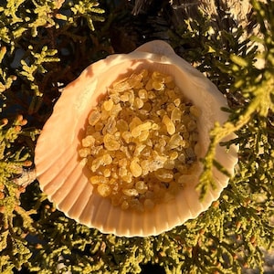 May include: A seashell filled with golden yellow resin pieces. The shell is sitting on a bed of green foliage.