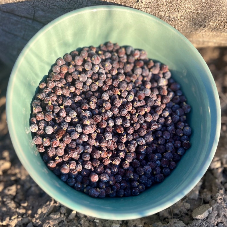 Dried Juniper Berries Sustainably Wild Harvested Etsy