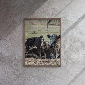 Ingelijste foto koe en kalf: rustieke boerderijmuurkunst