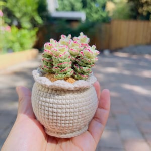 May include: A handmade crocheted succulent plant in a small, cream-coloured pot. The succulent features green, white, and pink detailing. The pot has a scalloped edge and is held in a hand. The background is blurred with foliage.
