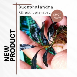 Plantas aquáticas para aquapaisagismo: Bucephalandra Ghost (2011-2012) - Decoração para aquários e terrários.