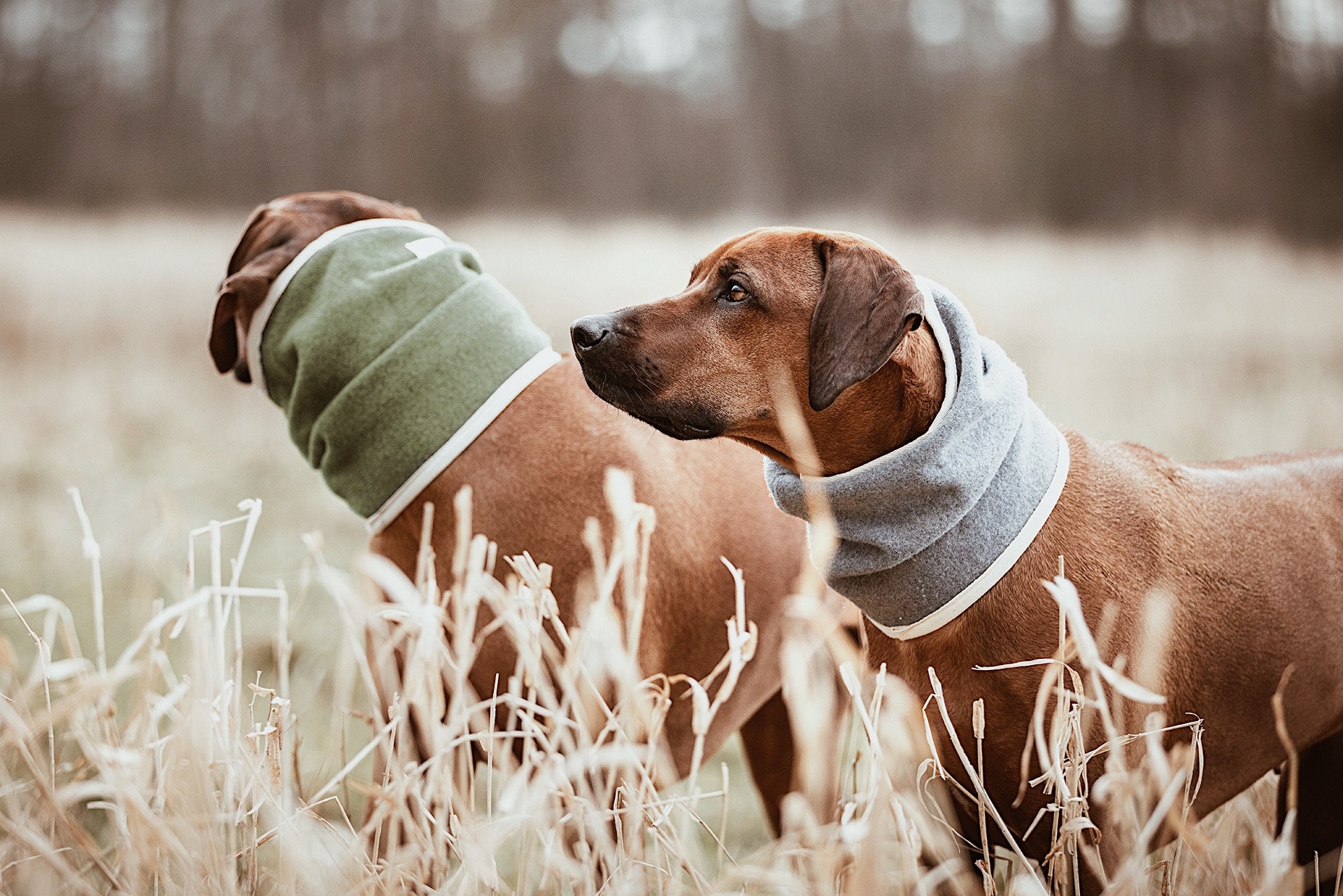 Ridgeback Collar Etsy