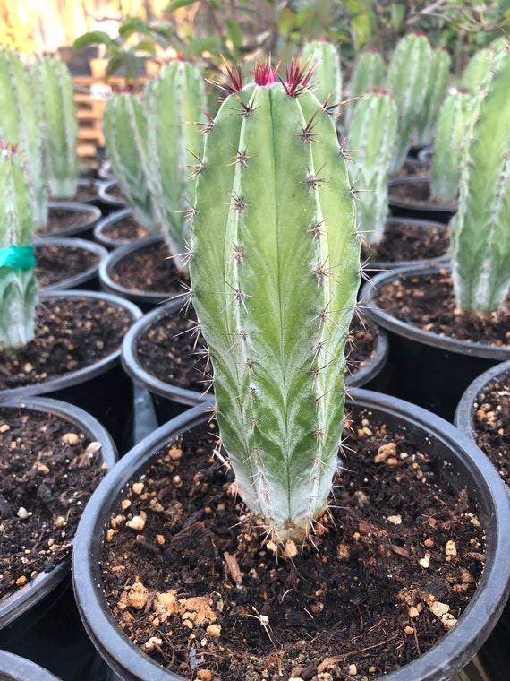 Polaskia Cyprus Cactus - Etsy