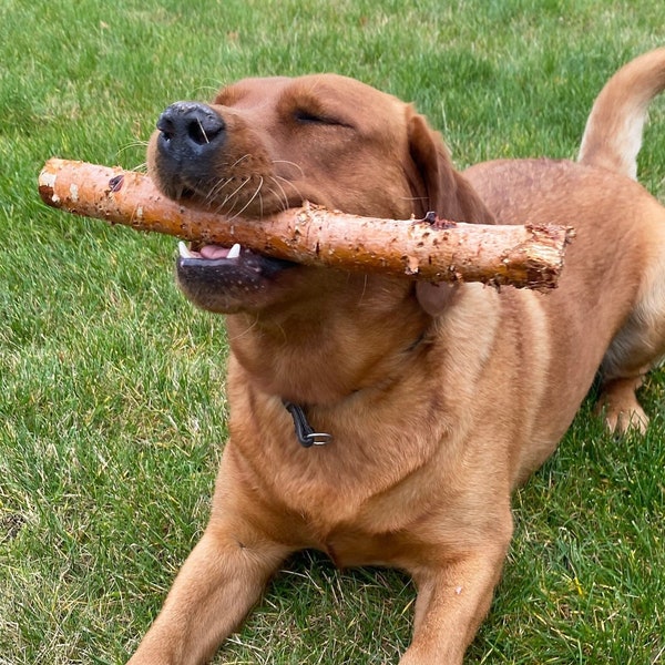 2 psc de Bois Naturel Chien Toy Pet Chew Stick de Birch Wood Throw and Catch Toy Dog Tug Toy Stick Natural Dog Chew Stick Wood Bone pour chiens