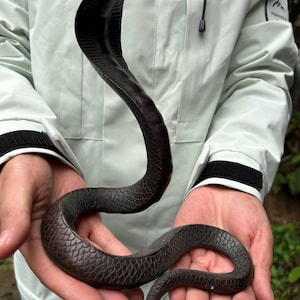 Può includere: Una scultura di cobra marrone scuro con cappuccio sollevato e squame dettagliate. Il serpente è tenuto in mani aperte, mostrando il suo corpo curvo e le sue caratteristiche realistiche. La scultura sembra essere realizzata in un materiale solido, possibilmente metallo o un composito.