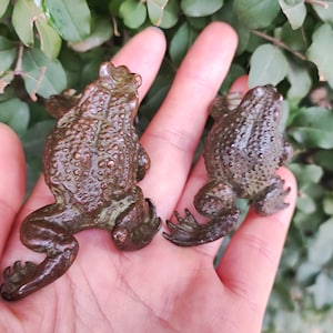 Könnte beinhalten: Zwei bronzefarbene Froschfiguren mit strukturierter Haut und detaillierten Merkmalen. Die Frösche sind nebeneinander positioniert und zeigen ihre Beine und ihre Gesamtform. Der Hintergrund ist ein üppiges Grün mit Blättern.