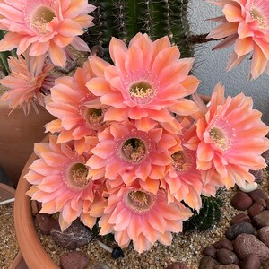 Echinopsis Schick 'Reverie' Hermosas flores multicolores