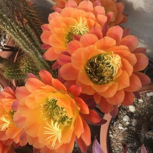 Echinopsis Hybrid 'Apricot Glow' Hermosas flores multicolores