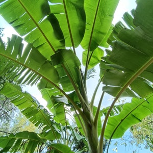 Banana Plant &#39;Cretan&#39; - Small Tasty Fruits! Musa acuminata x balbisiana Mediterranean Cultivar