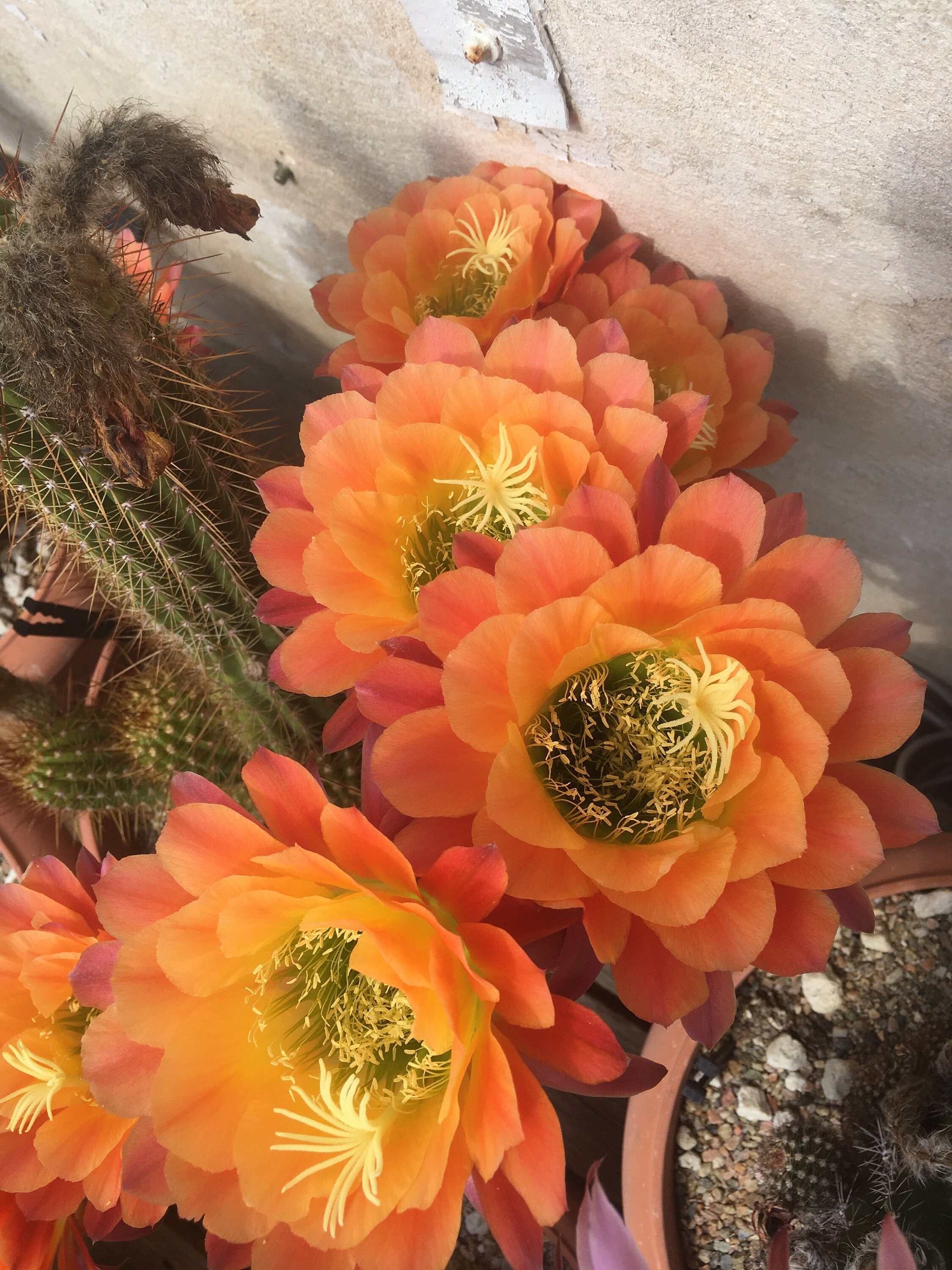 Echinopsis oxygona - Etsy 日本