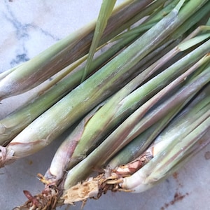 May include: Close-up of fresh lemongrass stalks, showcasing green and purple hues. The stalks have a fibrous texture and visible roots at the base. The image highlights the natural, raw appearance of the herb.