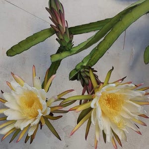 May include: Two white dragon fruit flowers with yellow centres are blooming on a green vine. The vine is growing up a white wall.