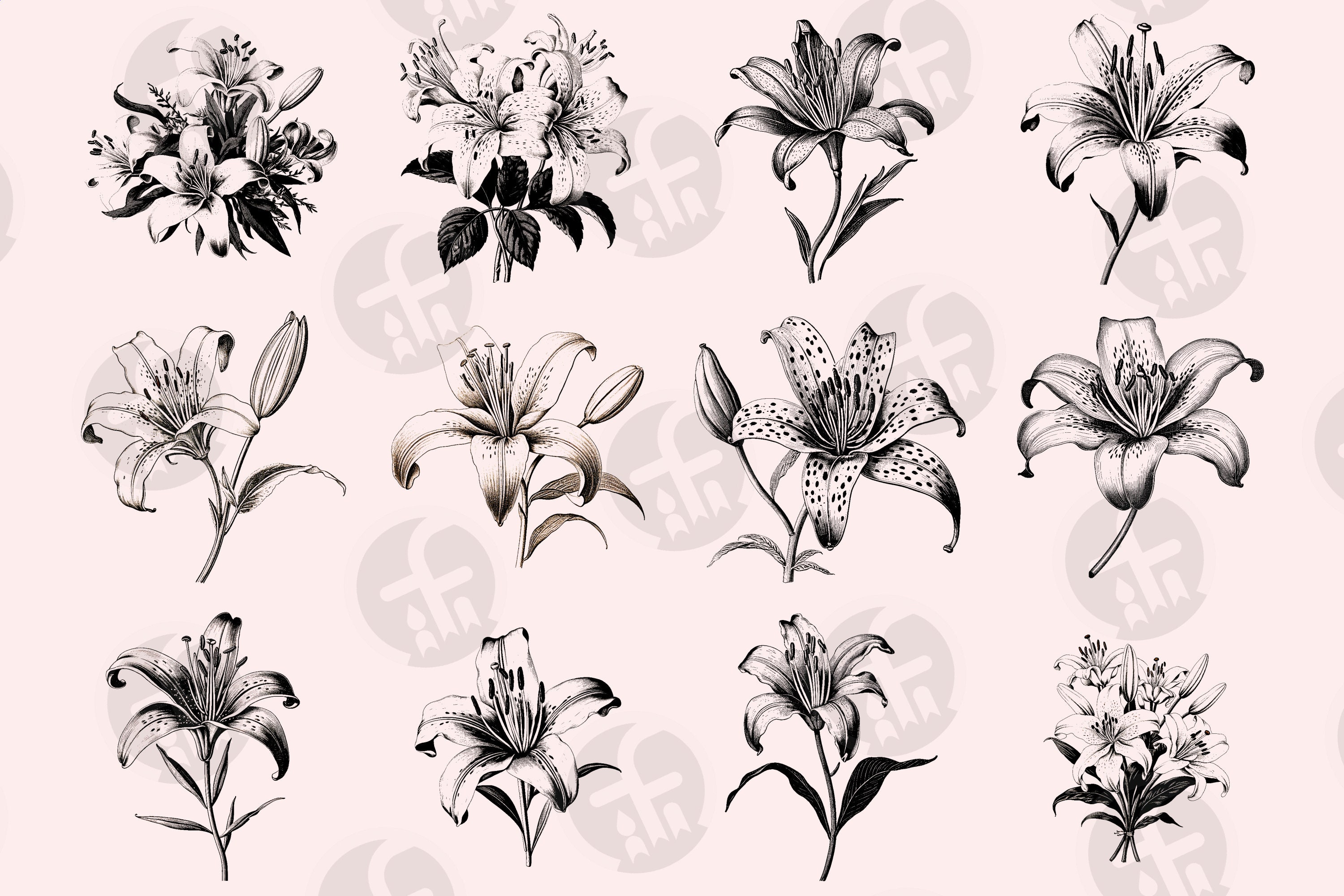 Lily Flower SVG Bundle: 36 Vintage Engravings (digital Download