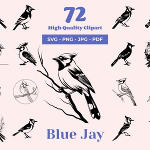 Paquete SVG de arrendajo azul en blanco y negro: 72 diseños de aves diferentes, ideal para observadores de aves, fanáticos de la naturaleza y proyectos de manualidades