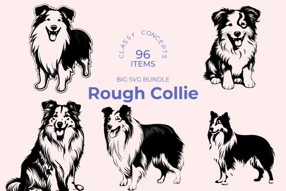 Rough collie herding 2025