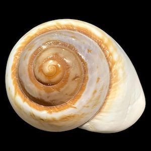 May include: A polished seashell featuring a prominent spiral pattern. The center of the shell displays shades of warm tan and brown, transitioning into a smooth, creamy white outer edge. The surface has a glossy finish with natural textures.