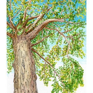 May include: A watercolor and ink illustration of a large tree with a textured brown trunk and sprawling branches covered in vibrant green leaves, set against a bright blue sky. The artwork captures the organic form of the tree canopy.