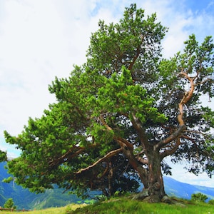 Puede incluir: Un gran pino verde con un tronco grueso y ramas que se extienden hacia el cielo. El árbol crece en una ladera cubierta de hierba con una cordillera en el fondo.