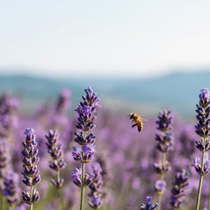 May include: A field of lavender flowers in full bloom, with a bee in flight. The purple flowers are in focus, with a soft background of hills and a clear sky. The image evokes a sense of tranquility.