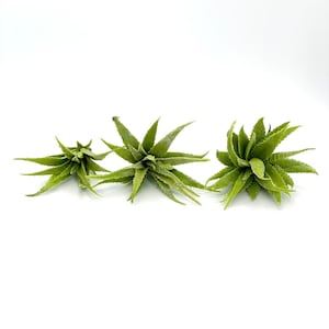 Light Green Artificial Aloe Succulent Pick Green Aloe Fake Succulent Decor Terrarium Plant Succulent Aloe Plant Aloe Pick Fake Aloe Greenery