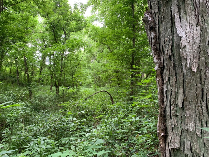 Shagbark Hickory Bark Etsy