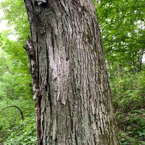 Shagbark hickory bark
