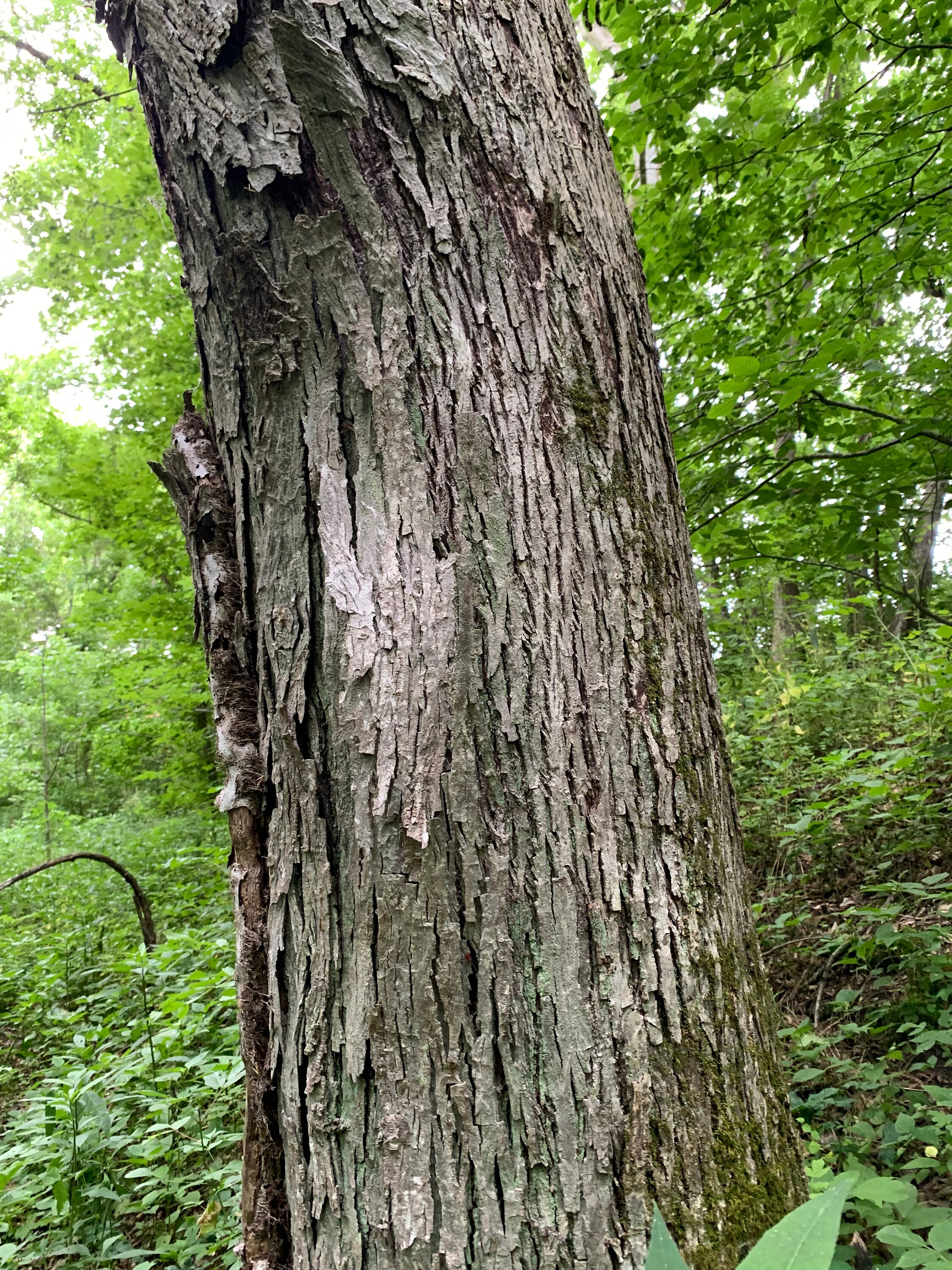 Shagbark Hickory Bark Etsy