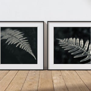 May include: Two framed black and white fern leaf prints. The leaves are detailed with a dark background. The frames are black with white matting. The prints are displayed on a wooden floor.