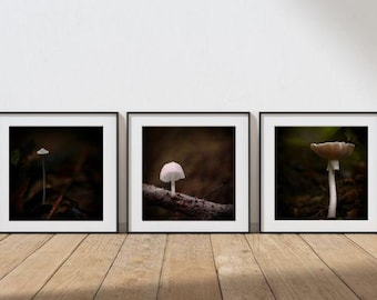 mushroom macro photography set