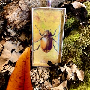 Beetle necklace, Insect jewelry, Bug jewelry, Fairy Grunge, Goblincore jewelry