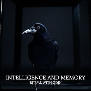 Puede incluir: Primer plano de un cuervo negro con pico blanco sobre un fondo oscuro. El texto "INTELIGENCIA Y MEMORIA" y "RITUAL CON ODÍN" se muestra en blanco en la parte inferior de la imagen.