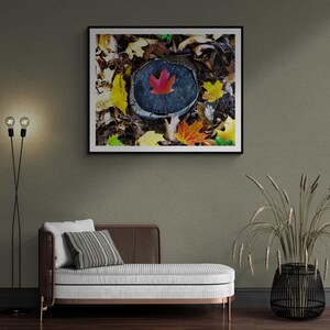 New England Autumn Leaves on Display - the Scarlet Maple Print 1 of 2