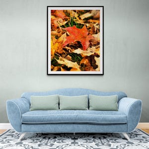 New England Autumn Leaves on Display - the Scarlet Maple Print 2 of 2