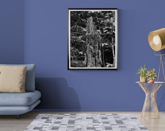 Weathered Tree Stump in Adirondack Forest Black and White Print