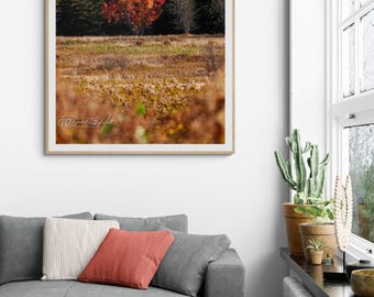 Bright Red Maple Tree in Autumn Mountain Field