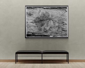 Fallen Autumn Maple Leaf Black and White Print