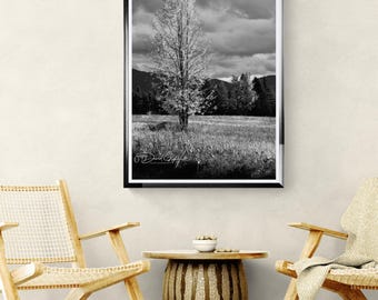 Lone Tree in Meadow Black and White Wall Art Print