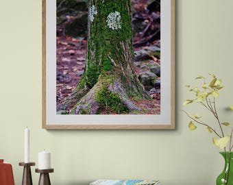 Green Moss and White Lichen on Tree Trunk Bark
