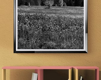 Sunlit Tree in Meadow with Adirondack Mountain Peaks Black White Art
