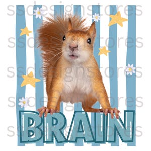 May include: A graphic design featuring a ginger squirrel centered over vertical light blue stripes. The image includes yellow stars and white flowers scattered around the squirrel, with the word BRAIN printed in large blue letters at the bottom.